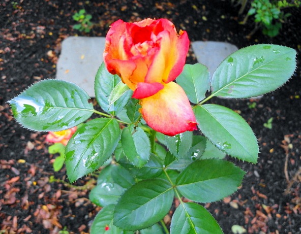 a0224537_30516.jpg