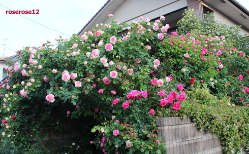 a0249051_0115035.jpg