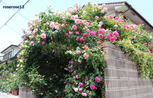 a0249051_0425819.jpg