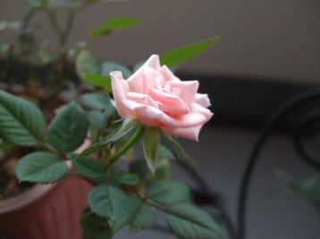 f0039281_8582367.jpg