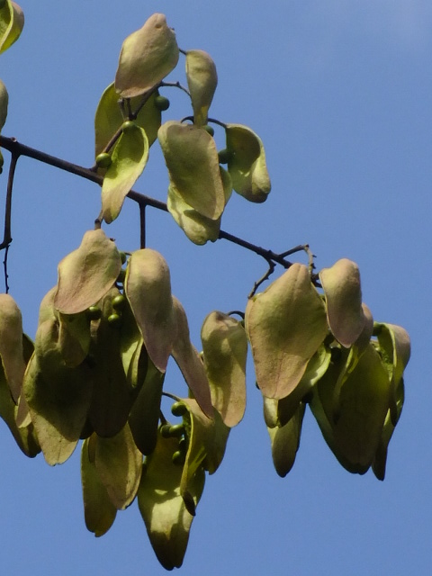 e0145782_1845693.jpg