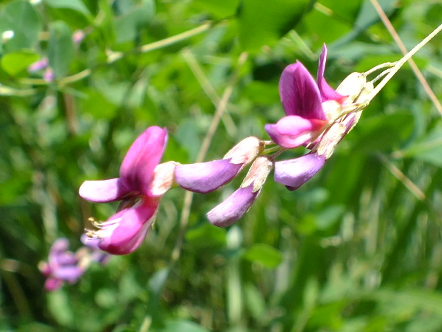 e0145782_1861745.jpg