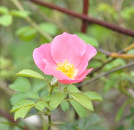 a0143388_8571588.jpg