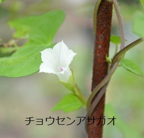 a0143388_932625.jpg