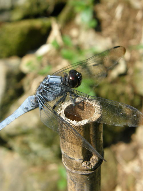 e0017396_20443268.jpg
