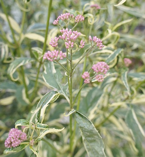 f0205733_1751291.jpg