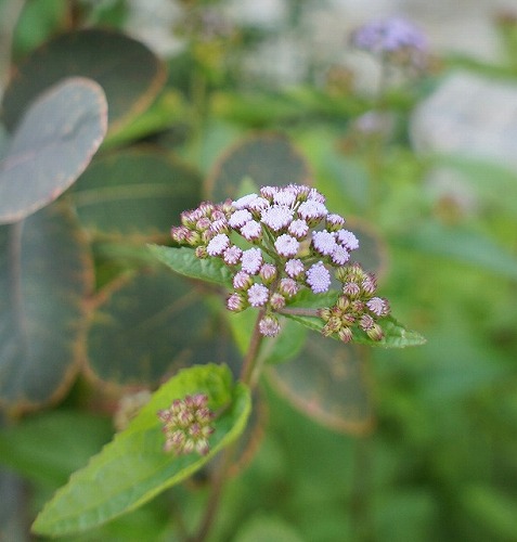 f0205733_175186.jpg