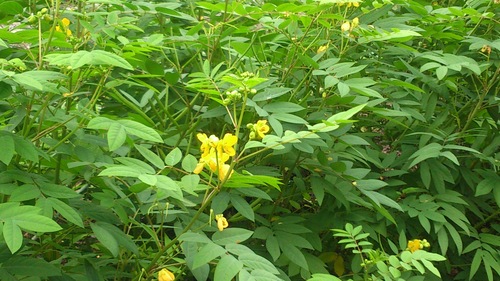 c0300035_10212935.jpg