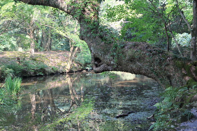 c0011649_7494572.jpg