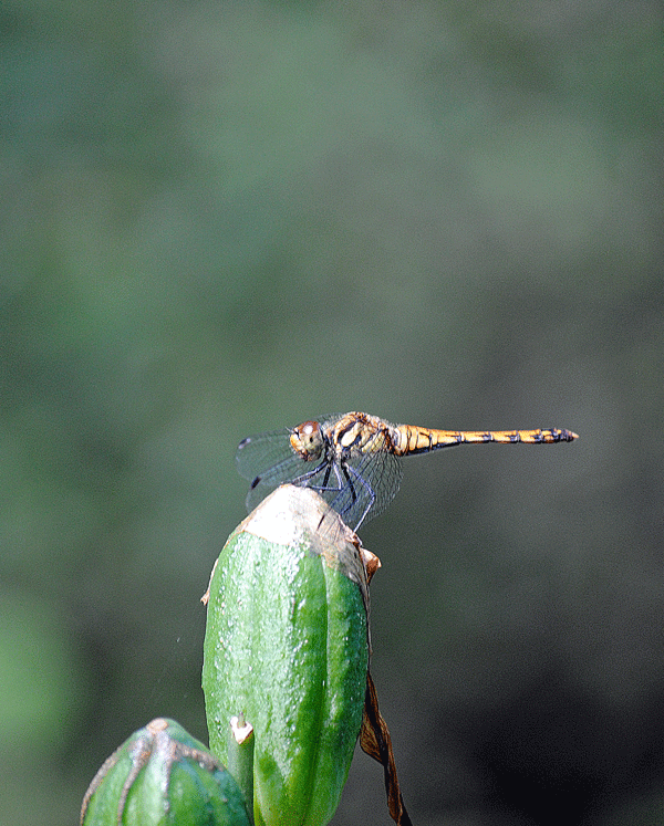 a0001354_22585212.gif