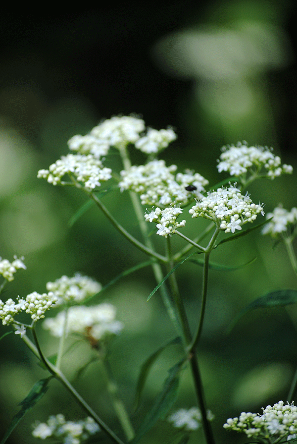 a0001354_2331477.gif