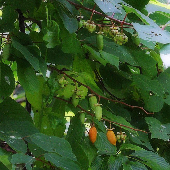 b0083462_7362969.jpg