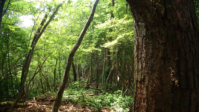e0024081_2013069.jpg