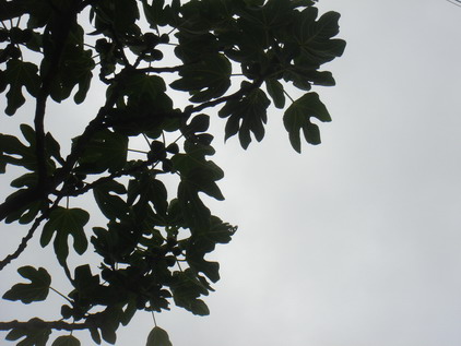 a0247585_5275815.jpg