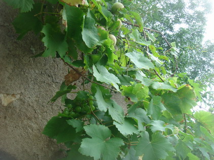 a0247585_5284298.jpg