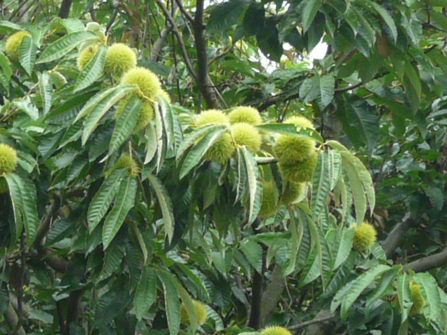 a0272591_172423.jpg