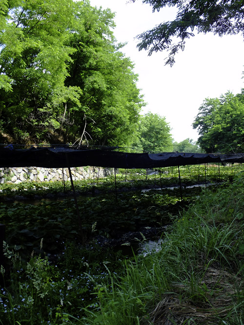 c0001491_1417589.jpg