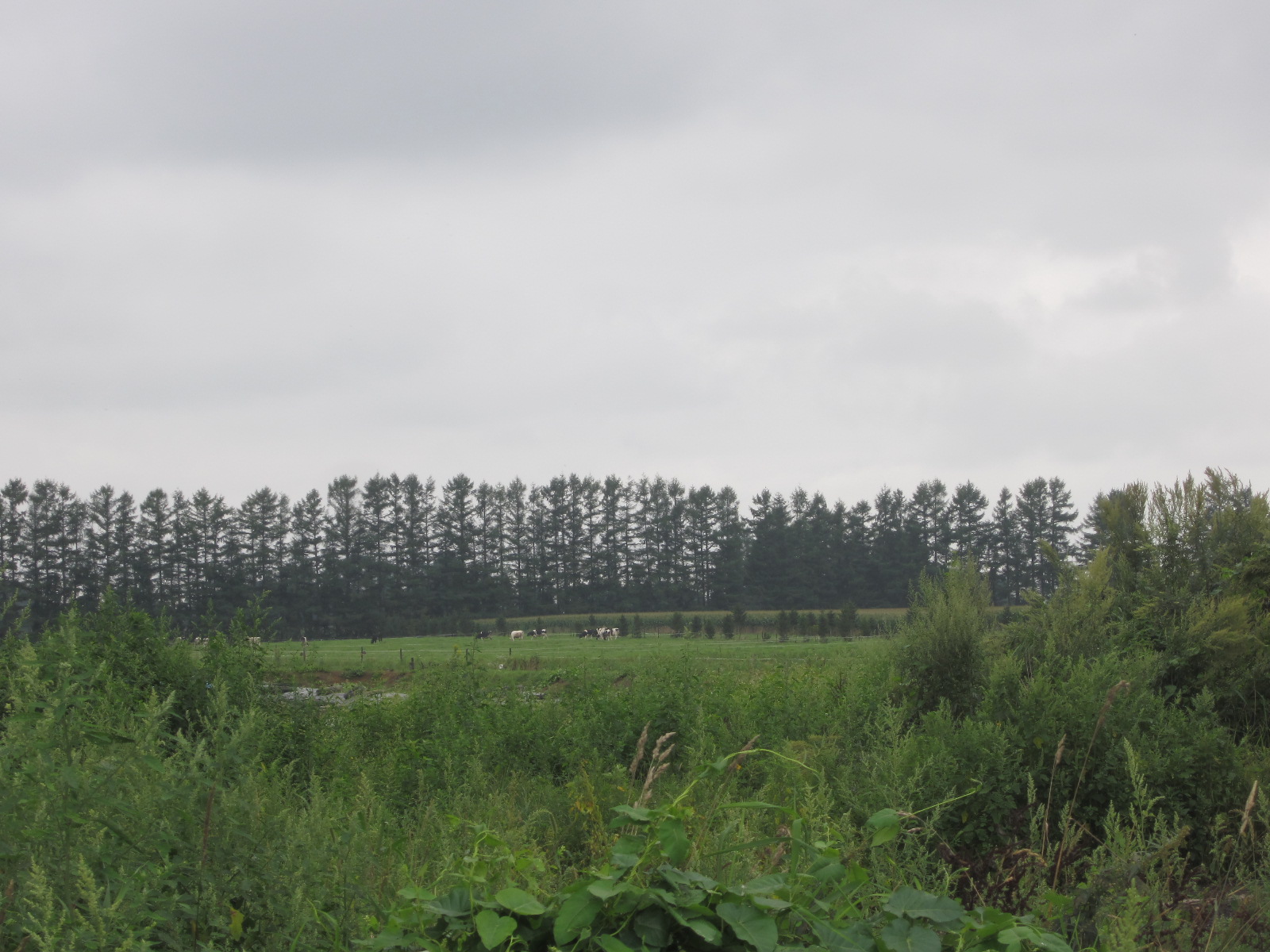 f0013998_11424075.jpg