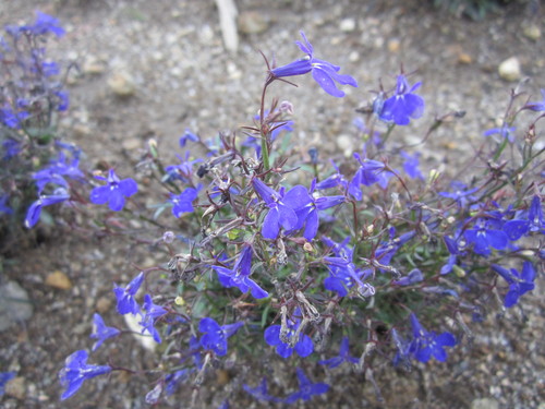 f0013998_871957.jpg