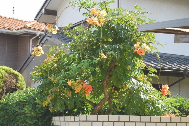 e0025300_1623611.jpg