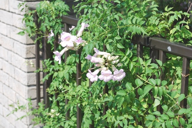 e0025300_1628872.jpg