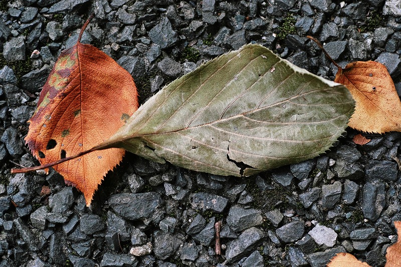 f0224100_21571344.jpg