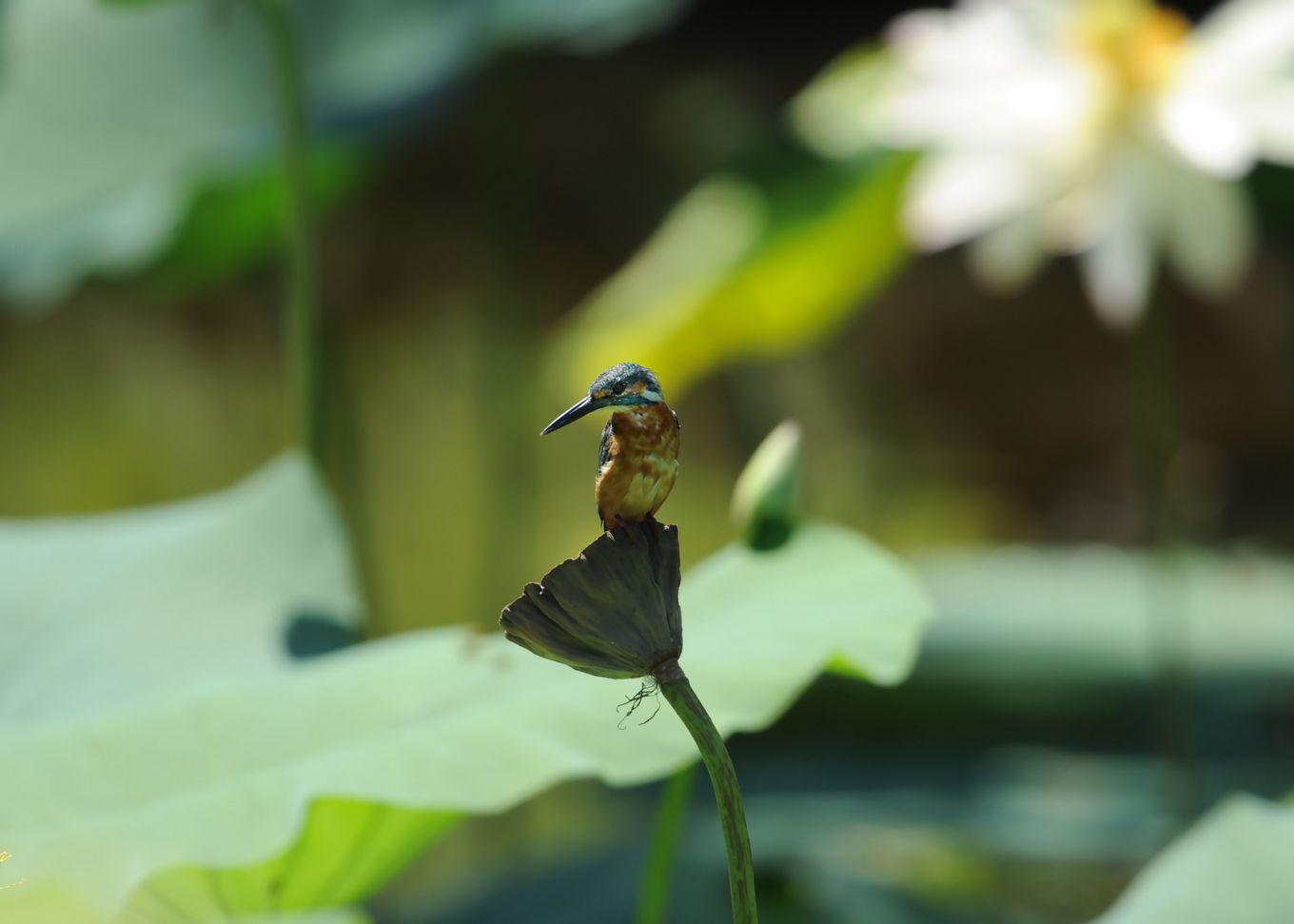 f0133213_2015491.jpg