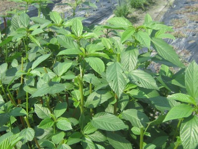 f0142733_2043121.jpg