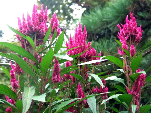 b0089338_20592032.jpg