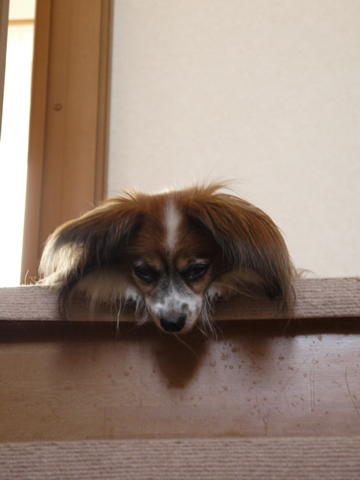 e0100046_16361511.jpg