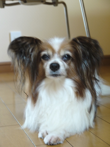 e0100046_16365711.jpg