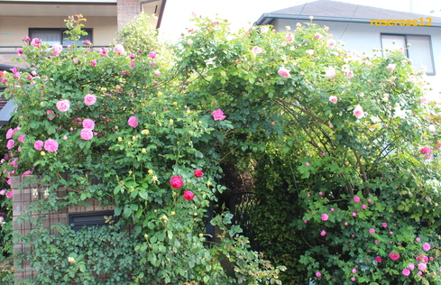 a0249051_5364110.jpg