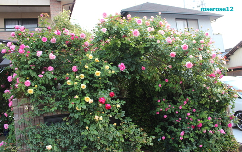 a0249051_547221.jpg