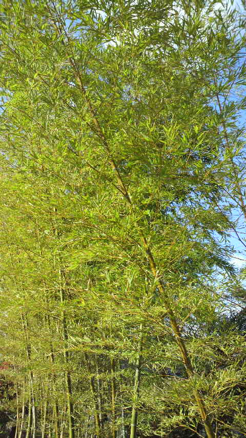 c0206352_16595489.jpg