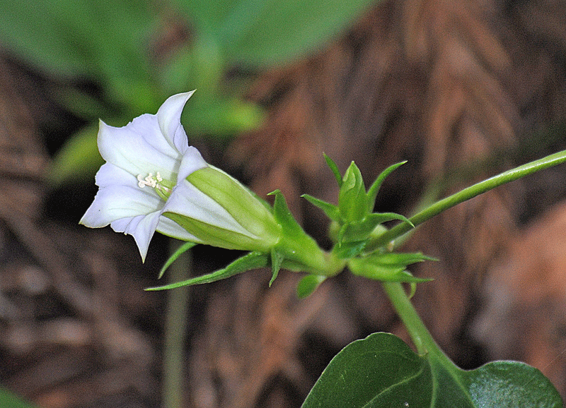 a0001354_20115433.gif