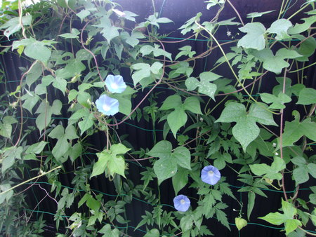 c0228378_1182039.jpg