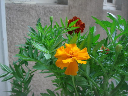 a0247585_5455394.jpg
