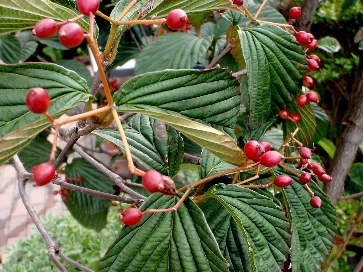 a0007388_8532465.jpg
