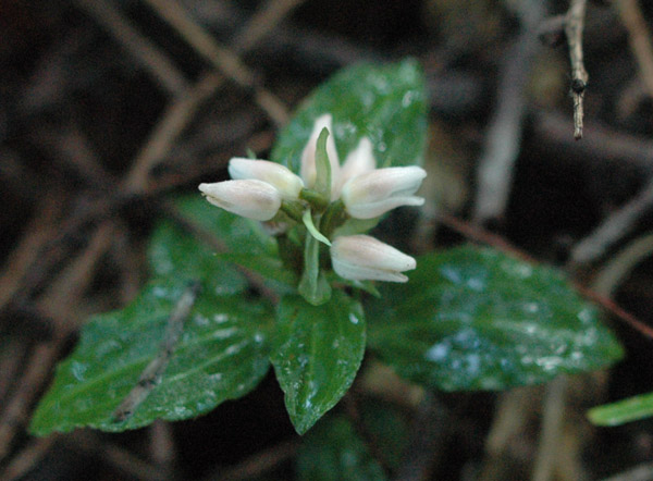 f0159390_923720.jpg