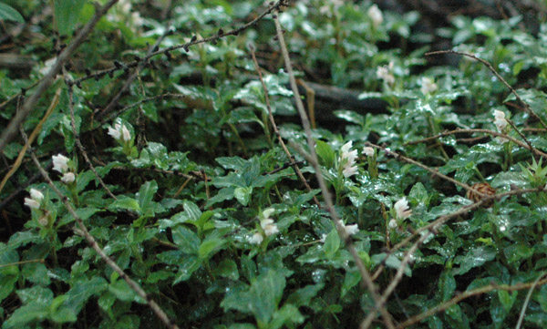 f0159390_93140.jpg