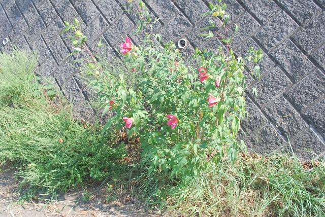 e0025300_15503869.jpg