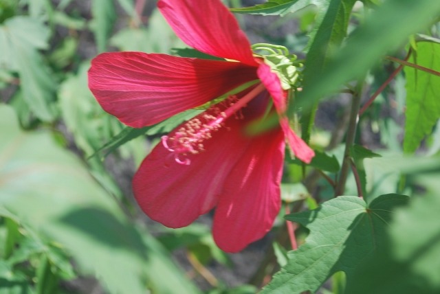 e0025300_15505936.jpg