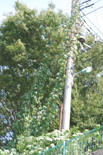 e0025300_155619100.jpg