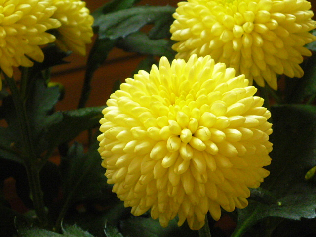 a0214206_1182895.jpg
