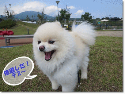 b0167519_2148368.gif