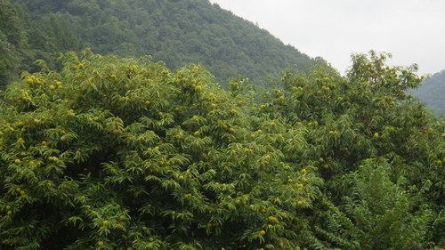 c0300035_9542247.jpg