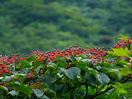 c0081645_23424318.jpg