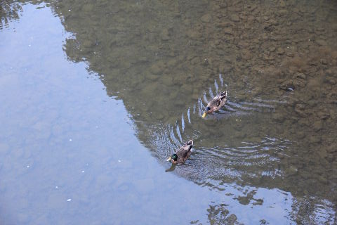 c0011649_8233417.jpg