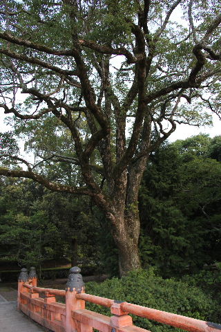c0011649_823995.jpg