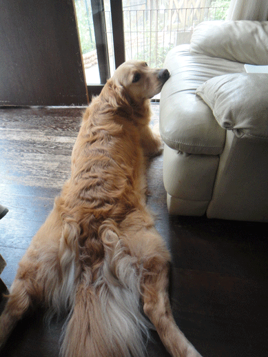 c0197829_21392221.gif